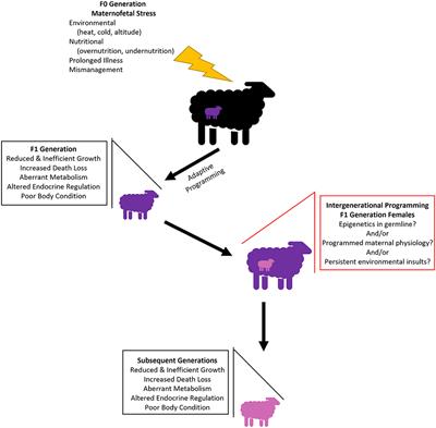 Long-Term Consequences of Adaptive Fetal Programming in Ruminant Livestock